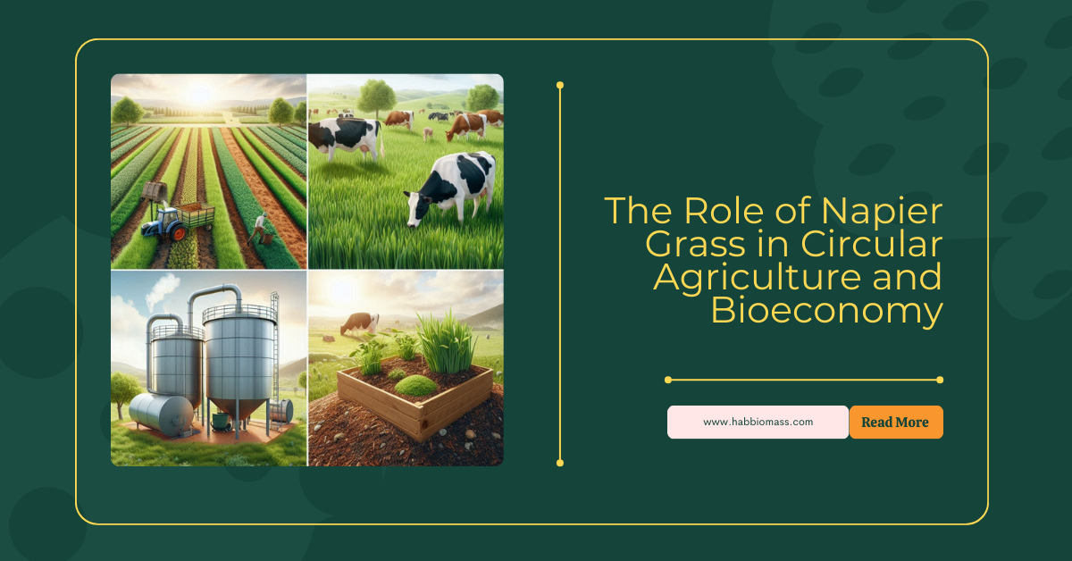 The Role of Napier Grass in Circular Agriculture and Bioeconomy