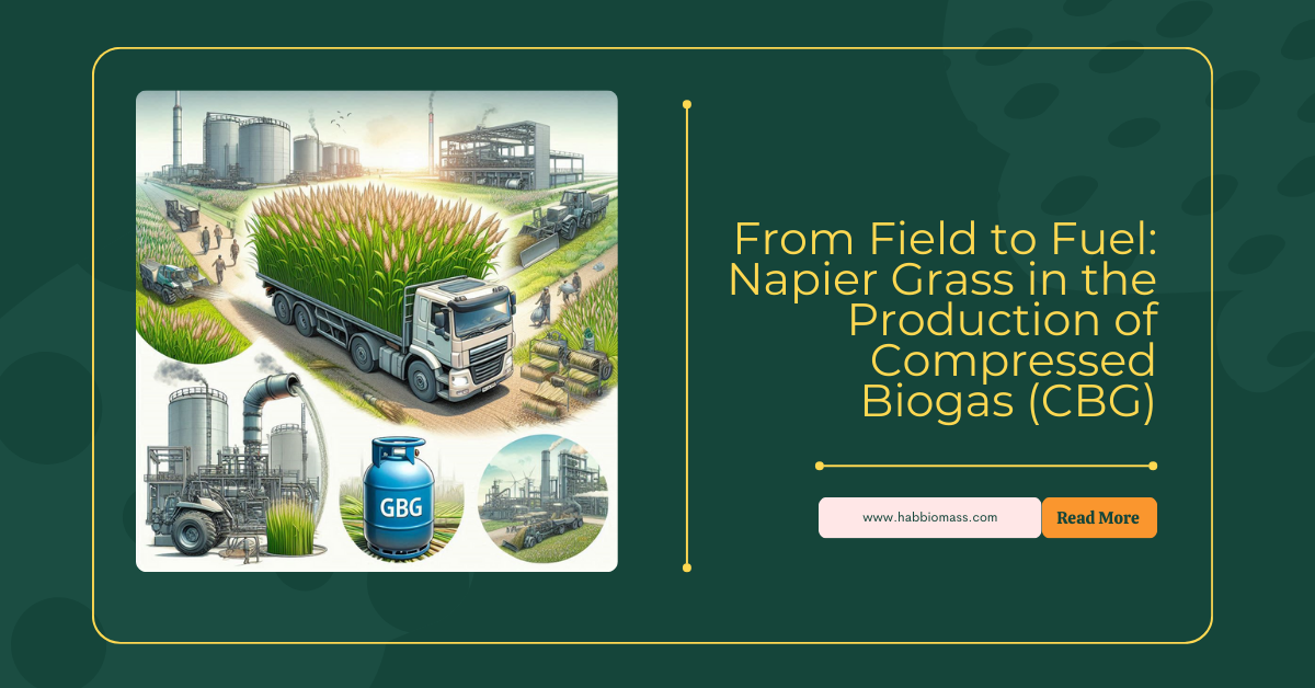 From Field to Fuel: Napier Grass in the Production of Compressed Biogas (CBG)