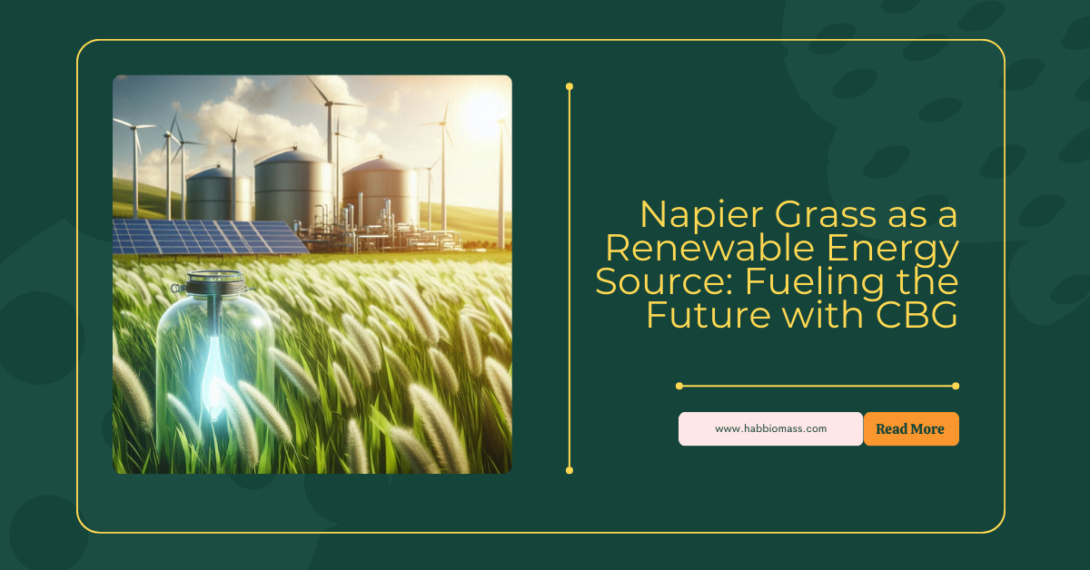 Napier Grass as a Renewable Energy Source: Fueling the Future with CBG